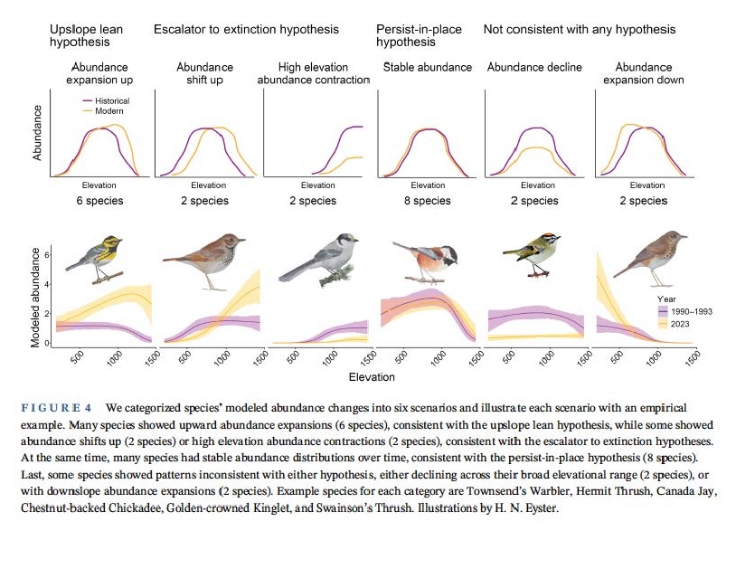 Figure from Ben Freeman et al. 2025 illustrating key hypotheses and results for mountain bird abundance shifts