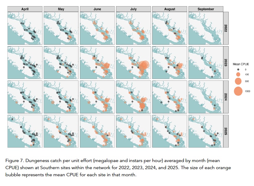 Dungeness crab larvae caught in a light trap as part of the Sentinels of Change network