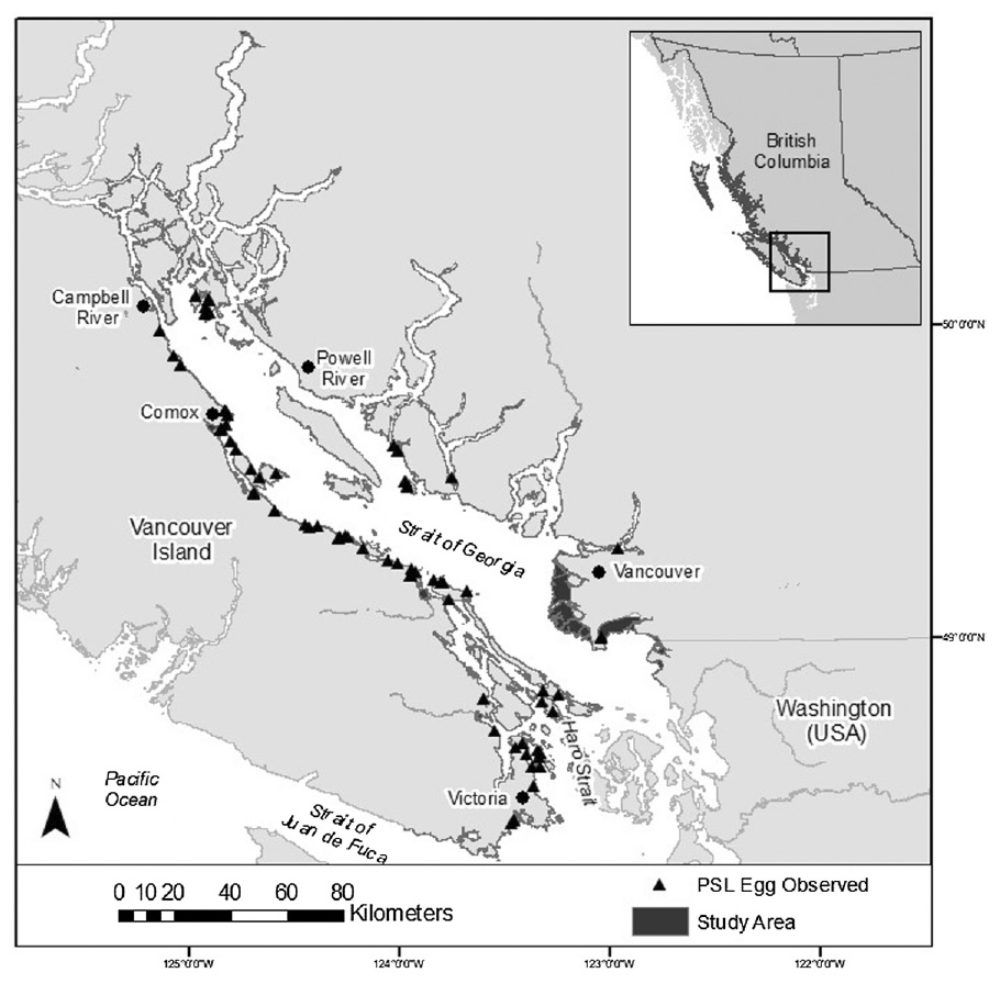 Sand lance habitat suitability modelling study area within the Salish Sea, showing triangles where sand lance eggs have been observed