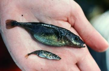 Stickleback species pair from Paxton Lake, British Columbia. Gravid benthic top, gravid limnetic bottom.