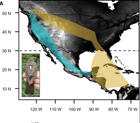 Polygons show routes taken by pure allopatric coastal and inland thrushes tracked on fall