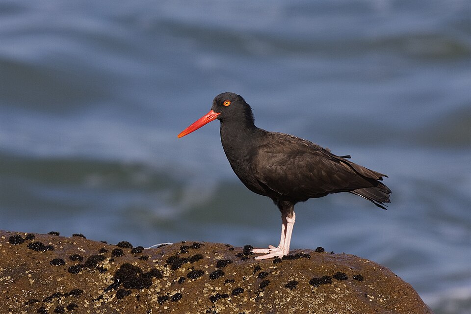 Black oystercatcher standing on a rocky shoreline