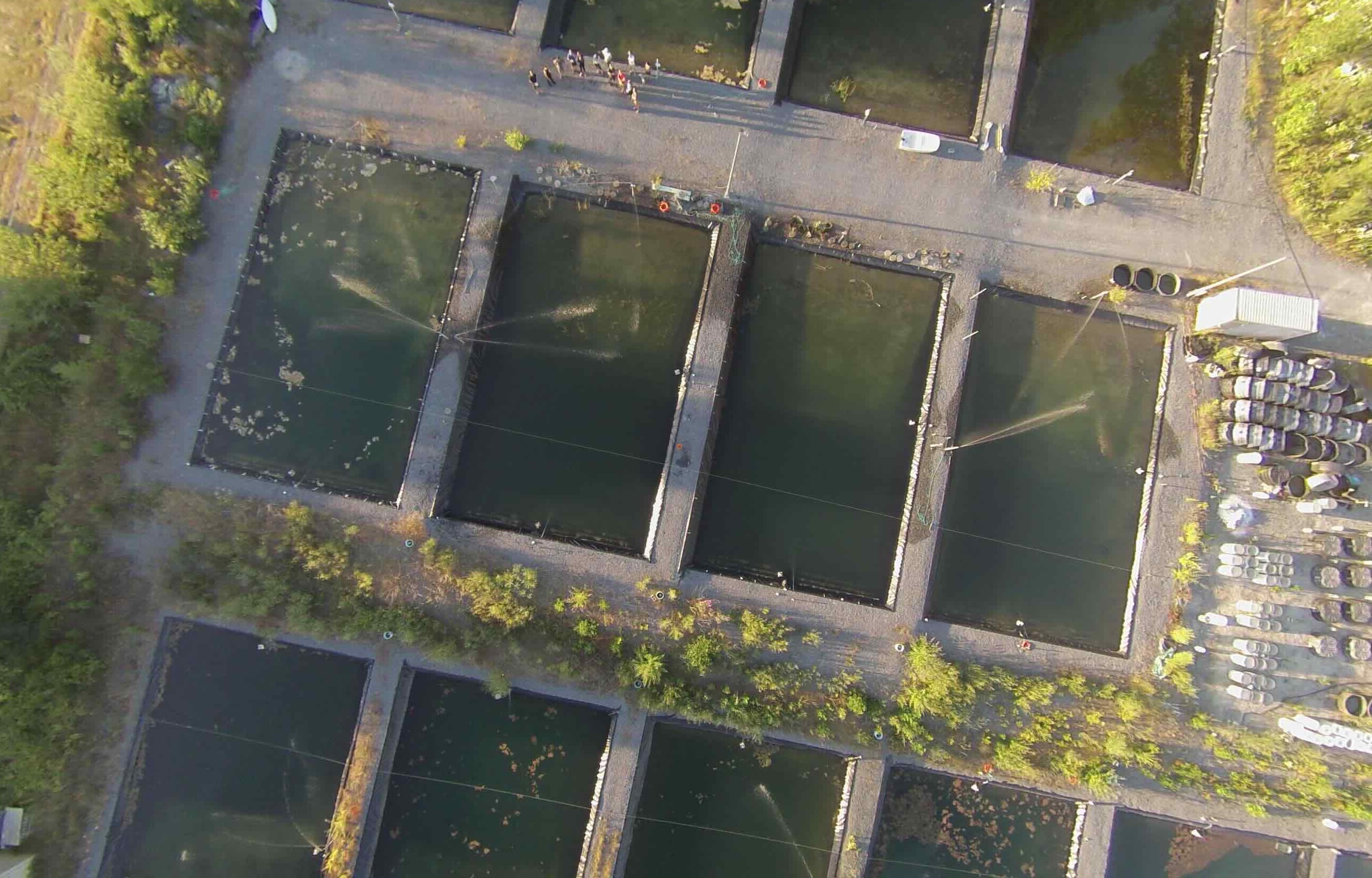 The UBC Experimental Ponds where researchers in Prof. Dolph Schluter's group study the processes involved in the evolution of new species.