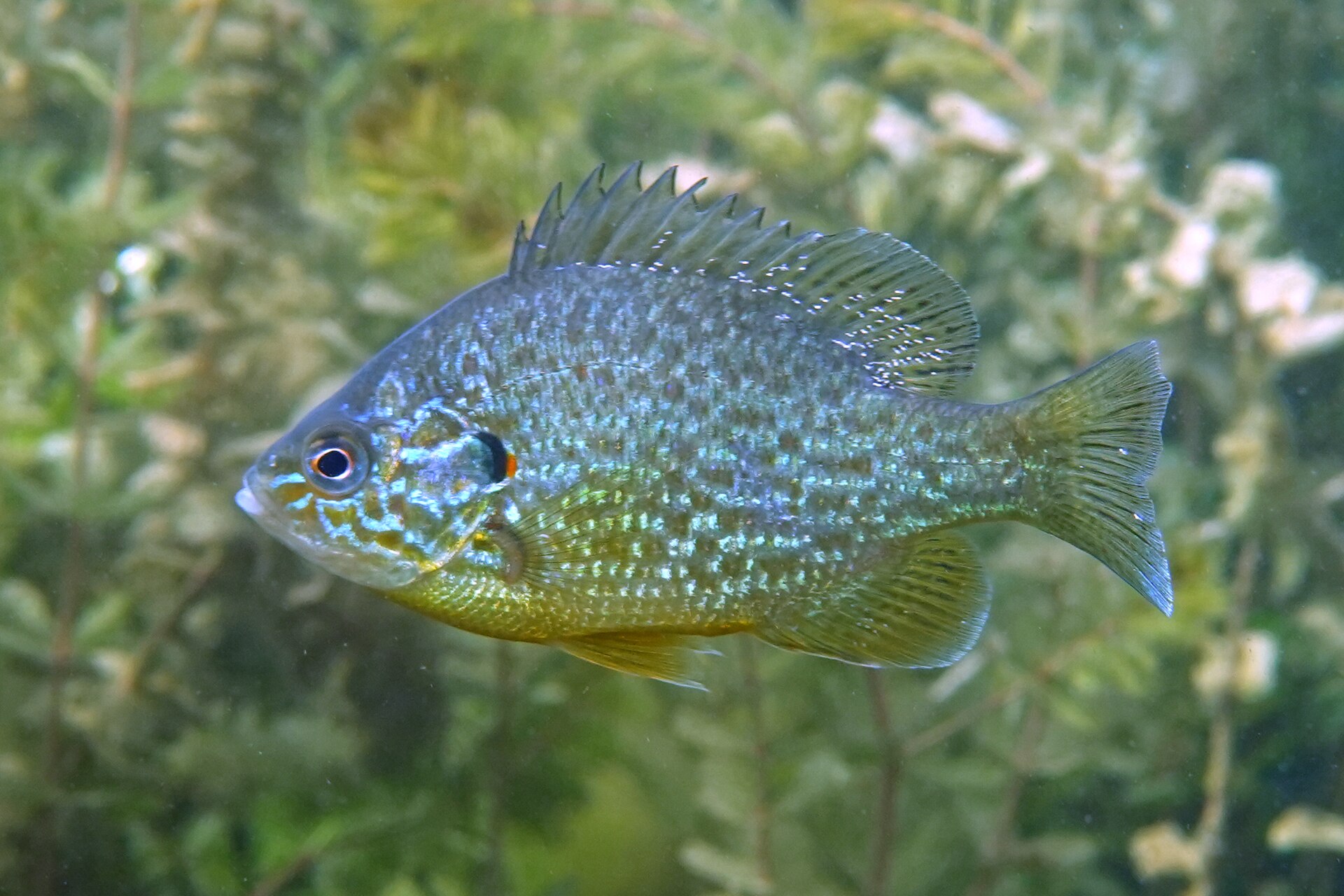 Pumpkinseed sunfish